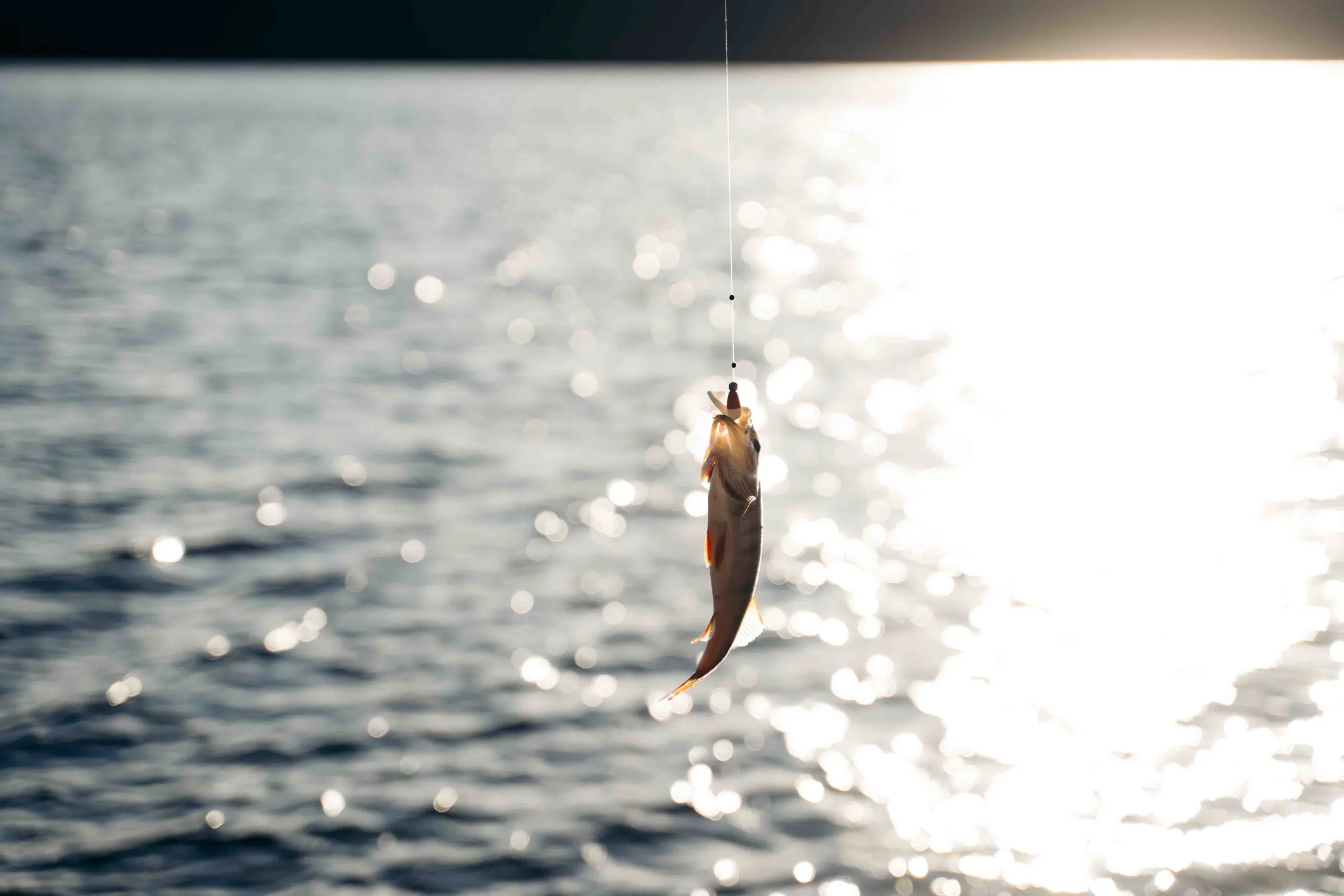 Fishing in sweden