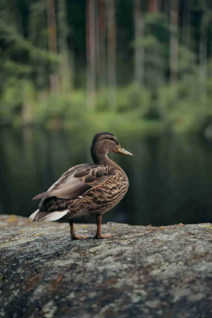 duck at the basecamp