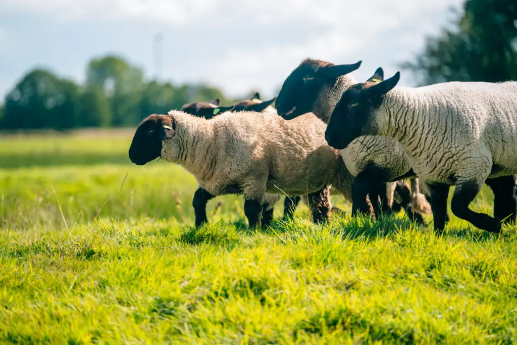 sheep in Friesland
