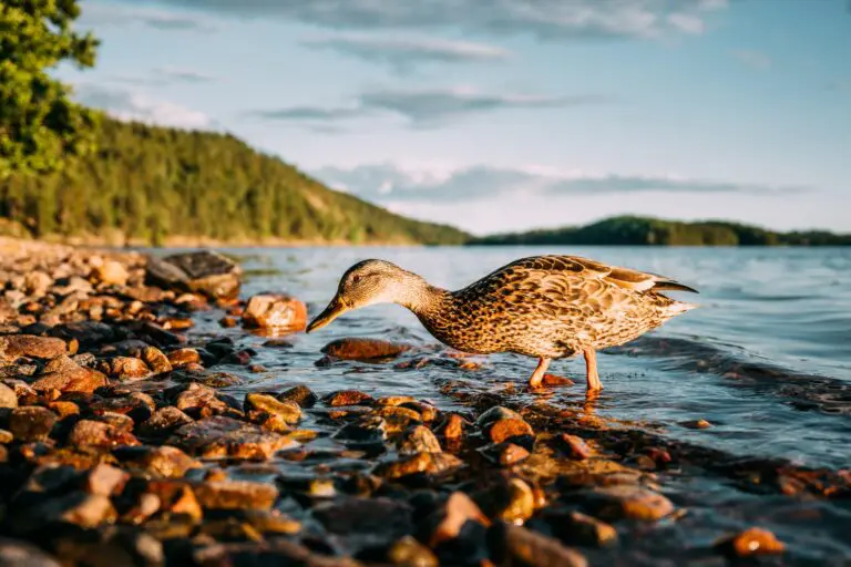 duck foraging on a rocky lake shore at golden hour