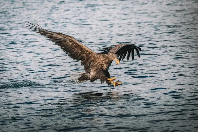 eagle swooping down to catch fish in water