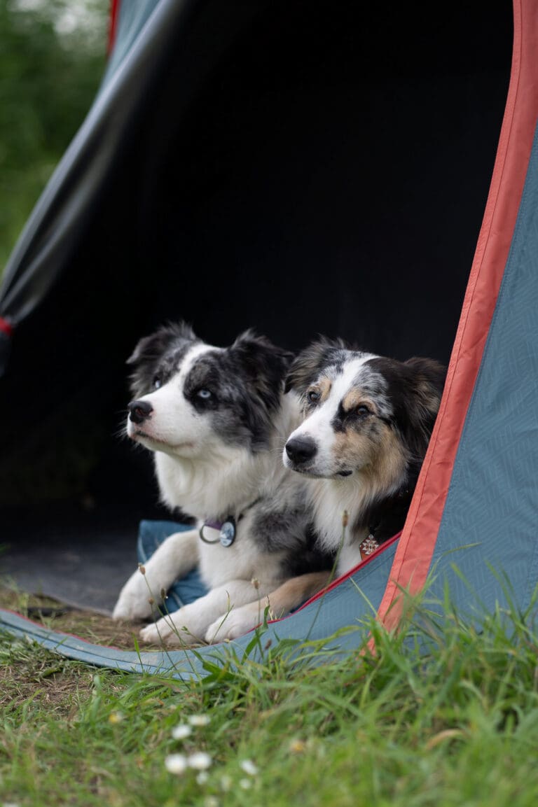 kanovakantie met hond